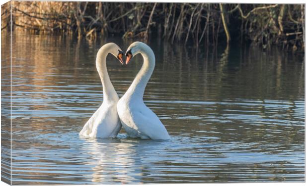 Swan Love Canvas Print by Ros Crosland