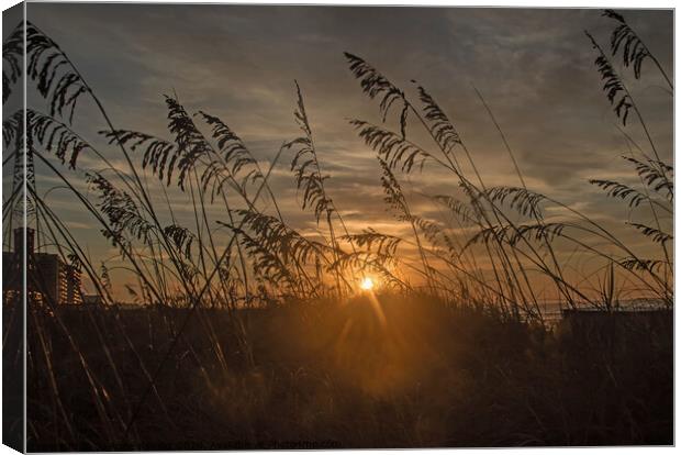 Seagrass at sunrise Canvas Print by Jo Anne Keasler
