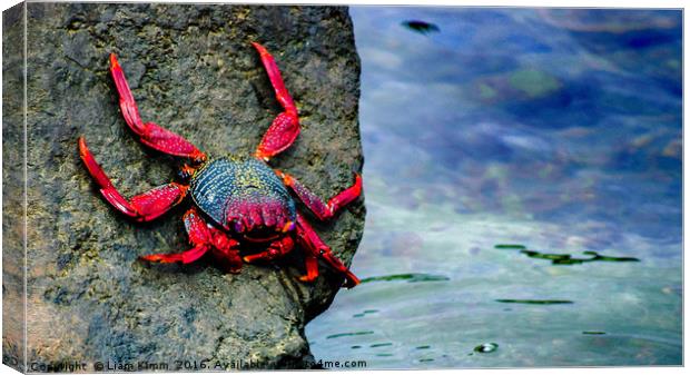 A Crabs Life.  Canvas Print by Liam Kimm