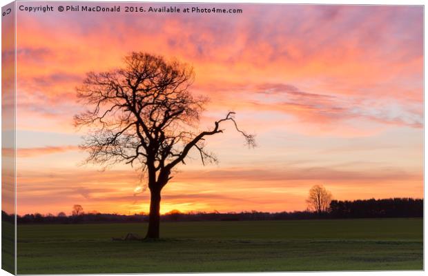 Under a Blood Red Sky, Lonely Tree Canvas Print by Phil MacDonald