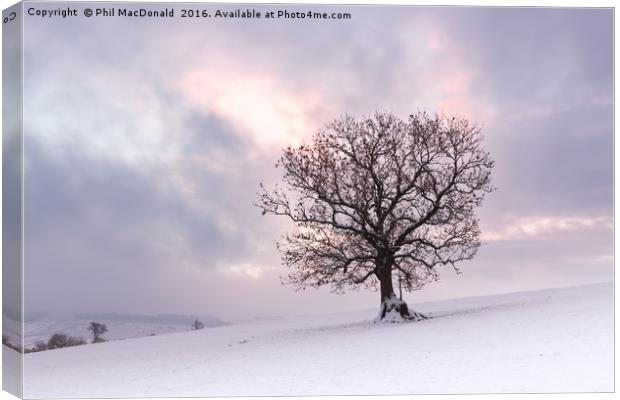 Winter is Coming, Snowbound Tree at Dawn Canvas Print by Phil MacDonald