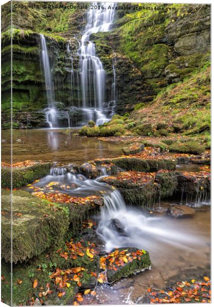 Scaleber Force Waterfall in Autumn (portrait) Canvas Print by Phil MacDonald