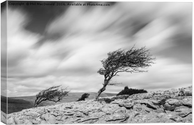 Windswept Trees, the Yorkshire Dales Canvas Print by Phil MacDonald