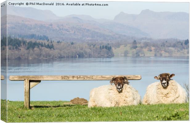 Two Sheep, Lake District Canvas Print by Phil MacDonald