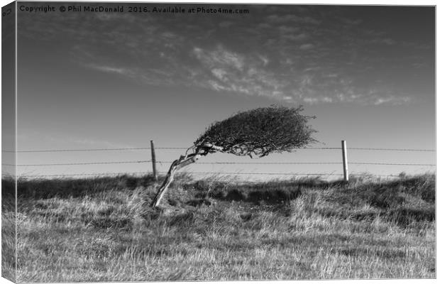 Windswept Tree, Dorset Canvas Print by Phil MacDonald