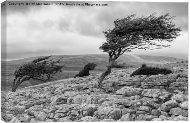 Windblown Tree, Twistleton Scar in the Yorkshire D Canvas Print by Phil MacDonald