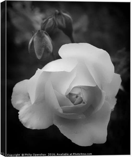 Monochrome Rose Canvas Print by Philip Openshaw