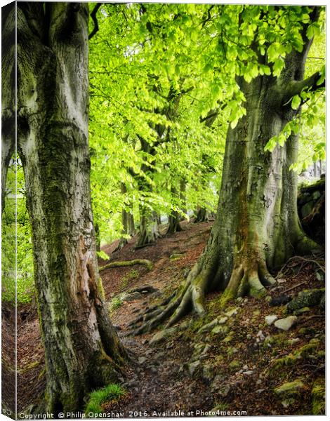 Spring Trees in Crownest Woods Canvas Print by Philip Openshaw