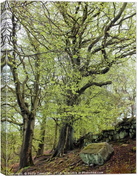 trees against the wall - Spring Canvas Print by Philip Openshaw