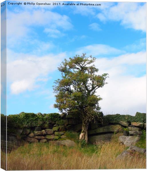 a single tree standing against an old stone wall  Canvas Print by Philip Openshaw