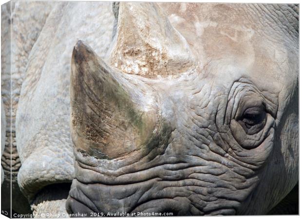 close up portrait of a black rhinoceros Canvas Print by Philip Openshaw
