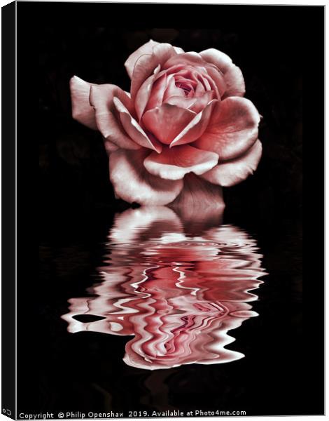 pink reflected rose on black water Canvas Print by Philip Openshaw