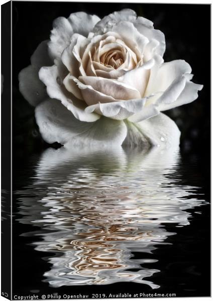 Reflected White Rose Canvas Print by Philip Openshaw