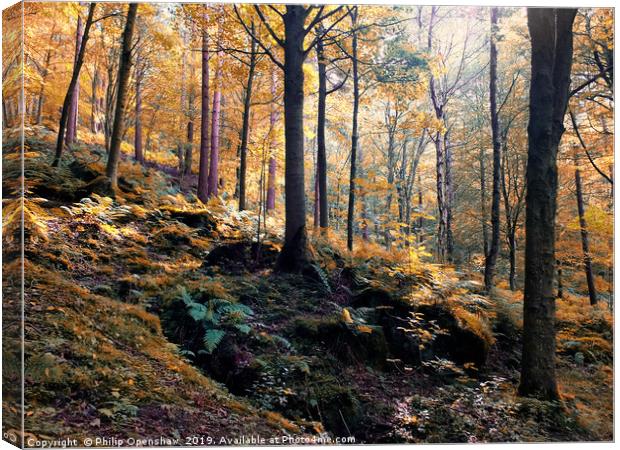 sunlit woodland in early autumn Canvas Print by Philip Openshaw