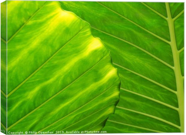 bright green tropical vibrant leaf Canvas Print by Philip Openshaw