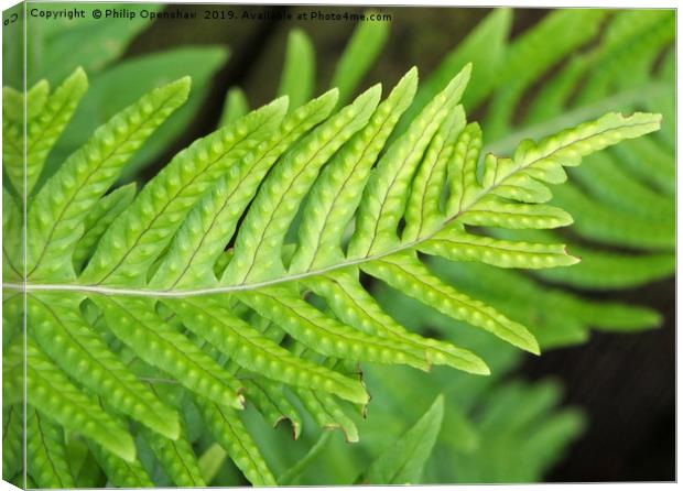 Hard fern in close  Canvas Print by Philip Openshaw