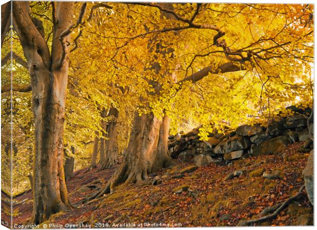 autumn trees in crow nest woods Canvas Print by Philip Openshaw