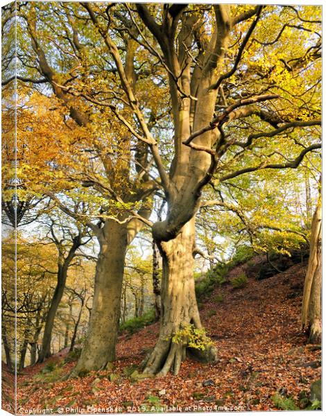 stately autumn beech trees Canvas Print by Philip Openshaw