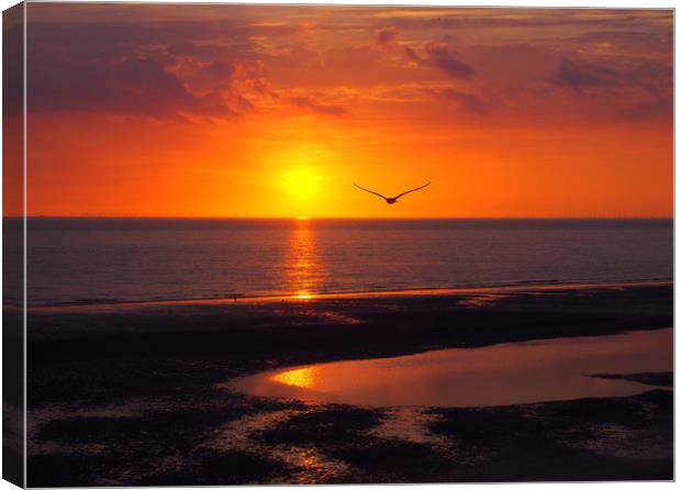 Seagull and Sunset - Blackpool Canvas Print by Philip Openshaw