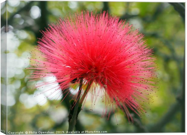 bright pink mimosa Canvas Print by Philip Openshaw