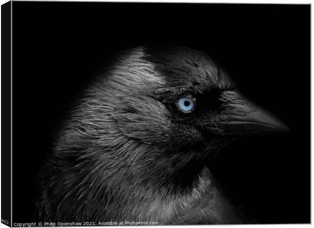 Portrait of a jackdaw with head in profile with blue eyes on a black background Canvas Print by Philip Openshaw