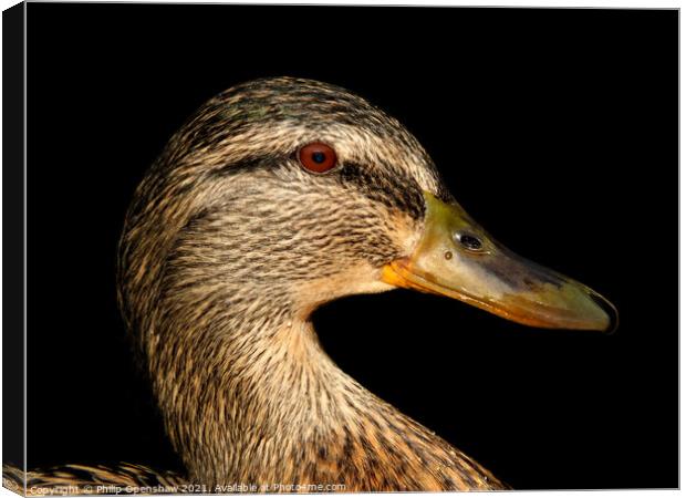 Close up portrait of the head of a female Mallard Duck Canvas Print by Philip Openshaw