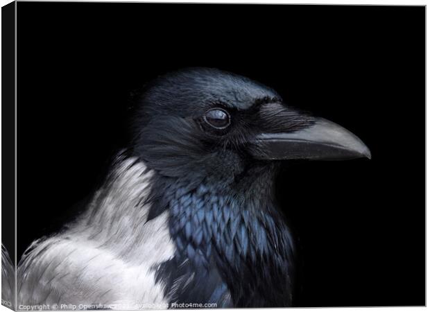 Hooded Crow - Profile Canvas Print by Philip Openshaw