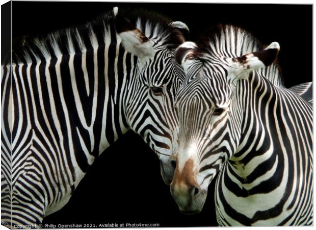 Two Grevys Zebras Canvas Print by Philip Openshaw