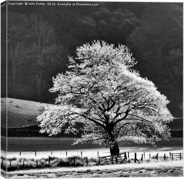 Oak Tree Hoar Frost Canvas Print by John Potter