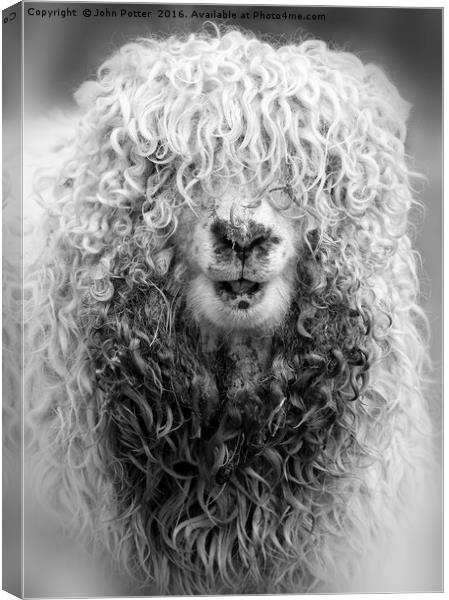 A Bad Hair Day! Canvas Print by John Potter