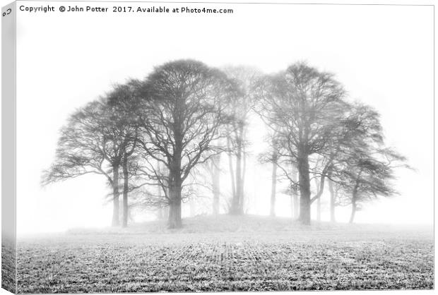 Beech Trees in Mist Canvas Print by John Potter