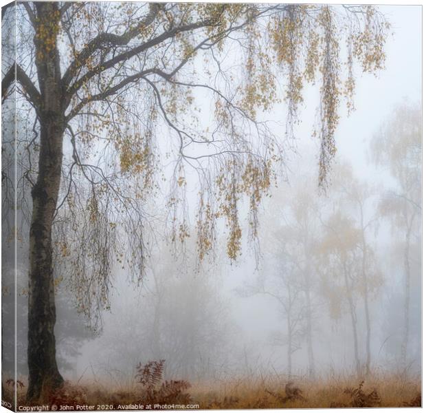 Morning Dew Canvas Print by John Potter
