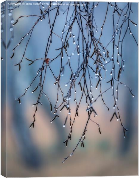 Morning Dew Canvas Print by John Potter