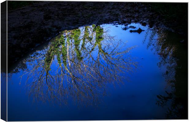 Tree branches, blue sky reflected in water puddle Canvas Print by André Jorge