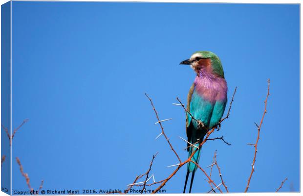 Lilac Breasted Roller Canvas Print by Richard West