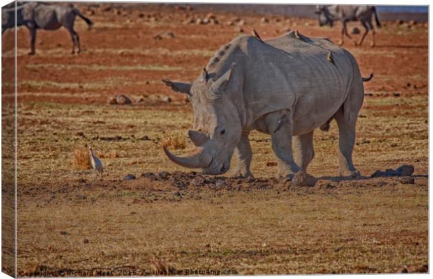 Rhino with passengers Canvas Print by Richard West