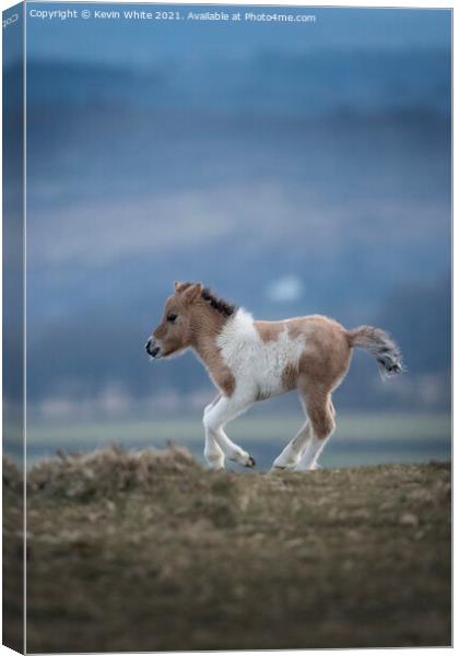Dartmoor foal Canvas Print by Kevin White