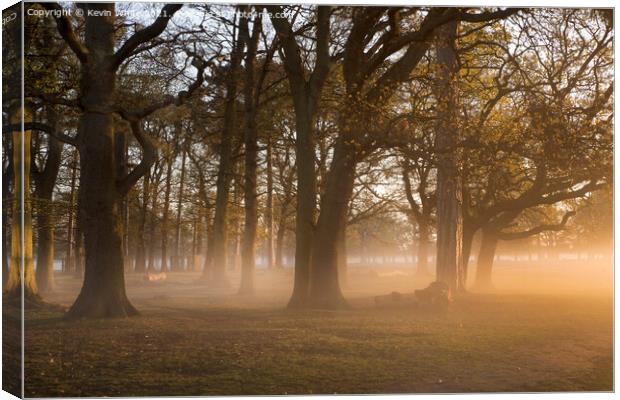 Magical sunlight through the trees Canvas Print by Kevin White