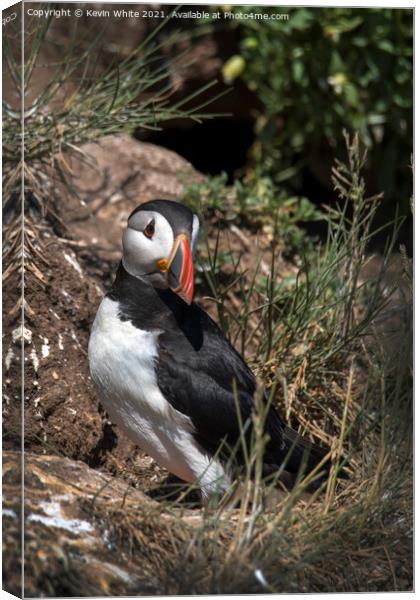 Puffin guarding nest Canvas Print by Kevin White