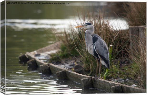 Grey Heron sitting patiently Canvas Print by Kevin White