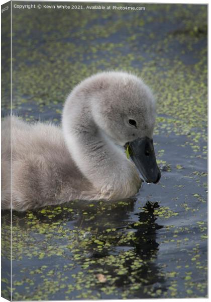 Cygnet Mute swan Canvas Print by Kevin White