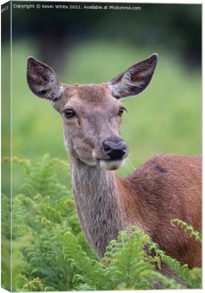 Young deer chewing grass Canvas Print by Kevin White