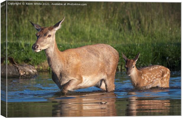 Female deer and fawn Canvas Print by Kevin White