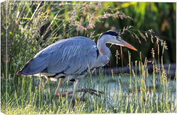 Grey heron with eye on a fish Canvas Print by Kevin White