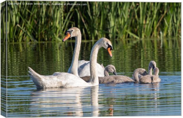 Swan Cygnet family Canvas Print by Kevin White