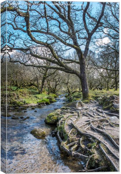 Tree roots beside stream at Burrator reservoir Canvas Print by Kevin White