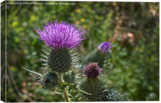 Thistle Canvas Print by Kevin White