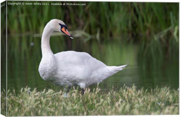 Swan with feather in beak Canvas Print by Kevin White