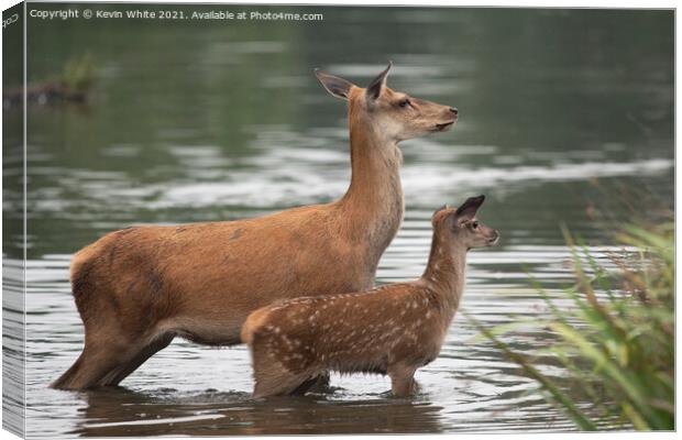 Doe with fawn Canvas Print by Kevin White