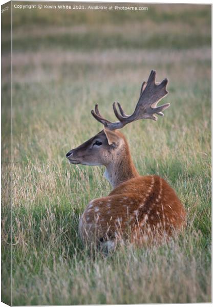 Resting deer Canvas Print by Kevin White